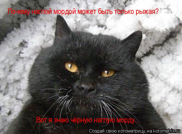 Котоматрица: Почему наглой мордой может быть только рыжая? Вот я знаю чёрную наглую морду...