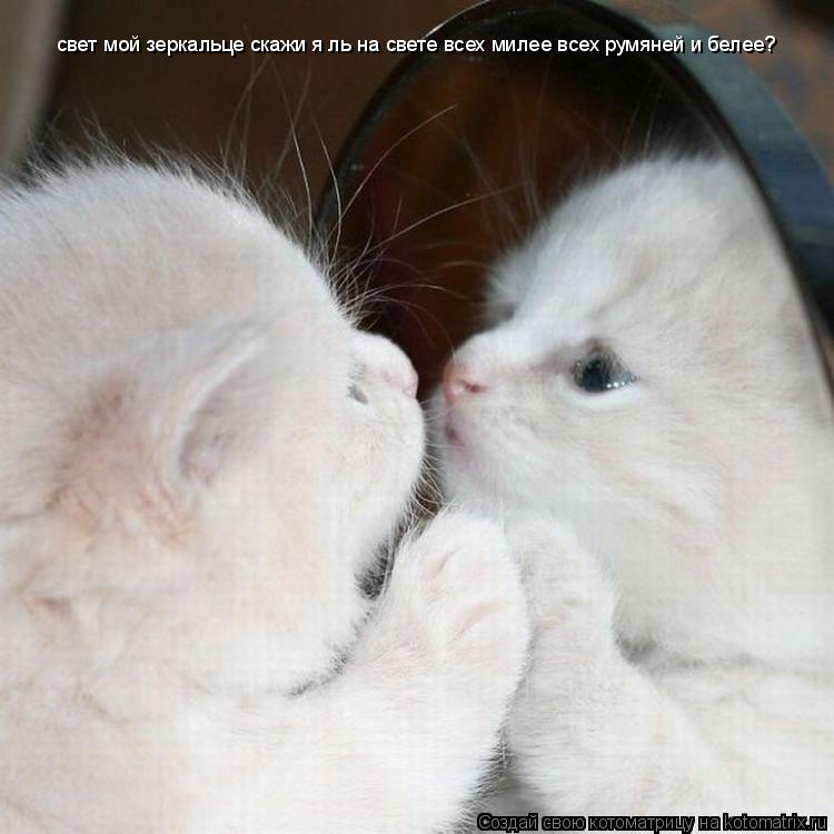 Котоматрица: свет мой зеркальце скажи я ль на свете всех милее всех румяней и белее?