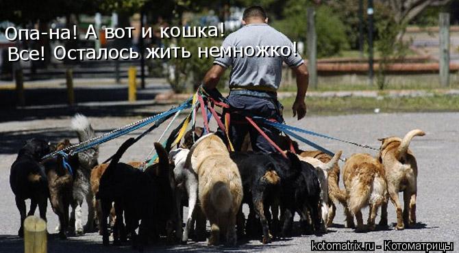 Котоматрица: Опа-на! А вот и кошка! Все! Осталось жить немножко!