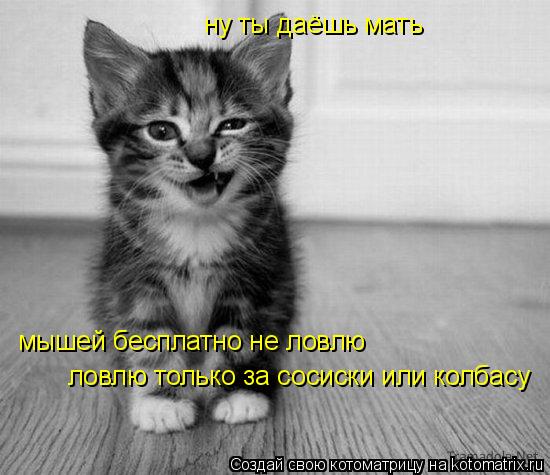Котоматрица: ну ты даёшь мать  мышей бесплатно не ловлю ловлю только за сосиски или колбасу