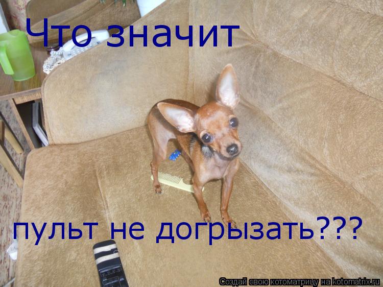 Котоматрица: Что значит пульт не догрызать???
