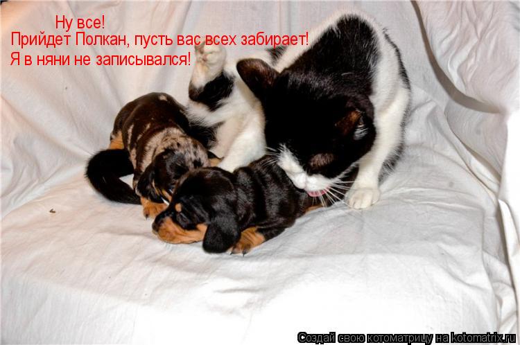 Котоматрица: Ну все! Прийдет Полкан, пусть вас всех забирает! Я в няни не записывался!