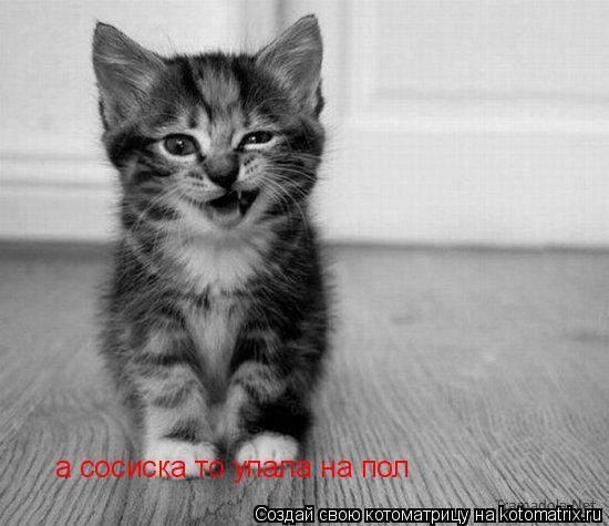 Котоматрица: а сосиска то упала на пол