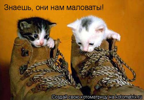Котоматрица: Знаешь, они нам маловаты!
