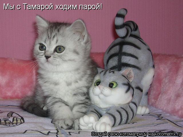 Котоматрица: Мы с Тамарой ходим парой!