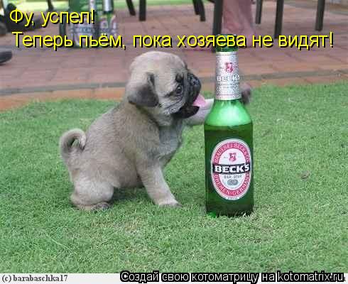 Котоматрица: Фу, успел! Теперь пьём, пока хозяева не видят!