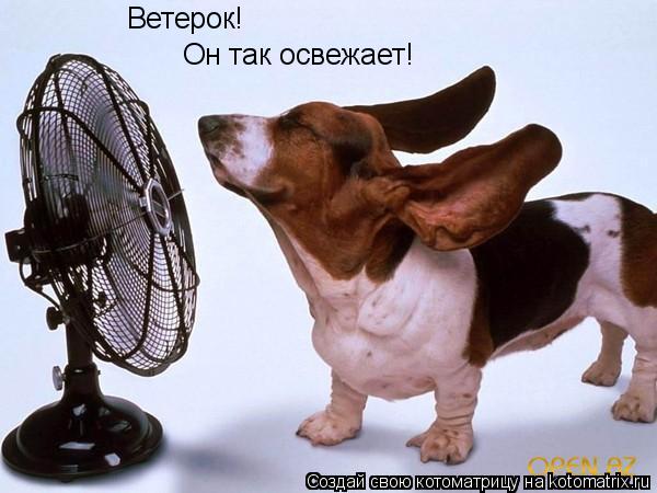 Котоматрица: Ветерок! Он так освежает!