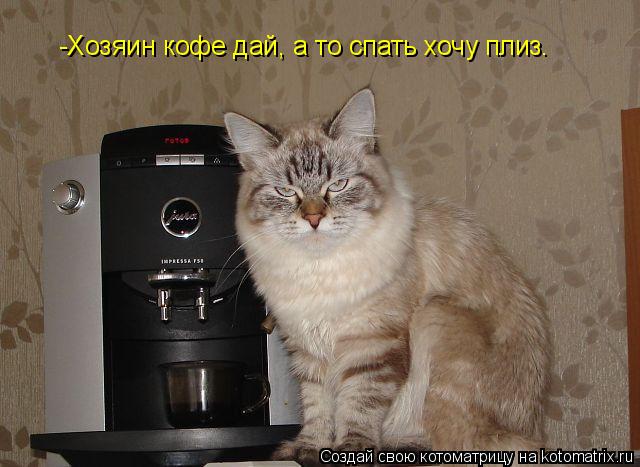 Котоматрица: -Хозяин кофе дай, а то спать хочу плиз.