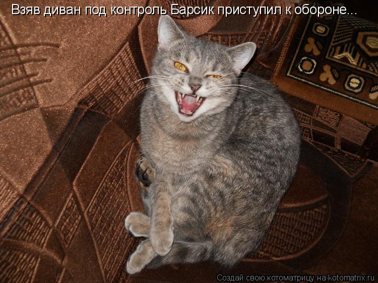 Котоматрица: Взяв диван под контроль Барсик приступил к обороне...