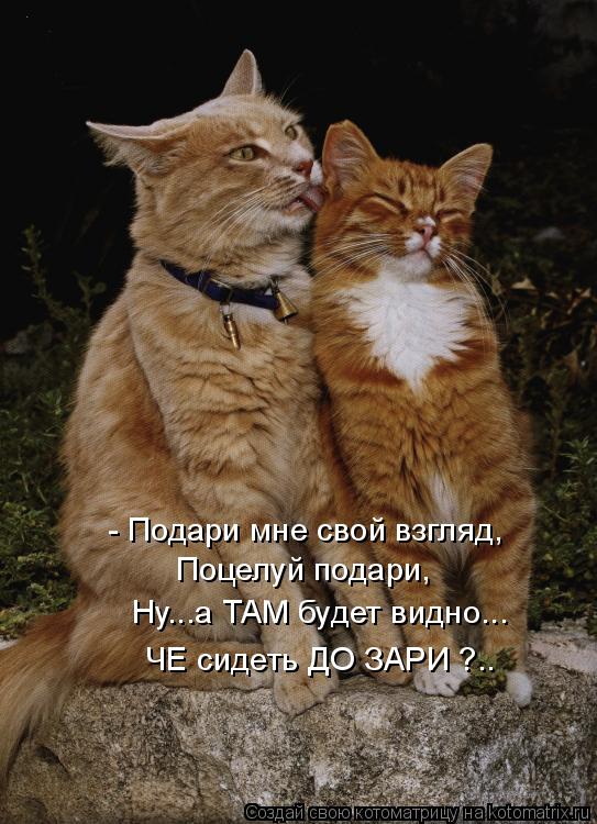 Котоматрица: - Подари мне свой взгляд, Поцелуй подари, Ну...а ТАМ будет видно... ЧЕ сидеть ДО ЗАРИ ?..