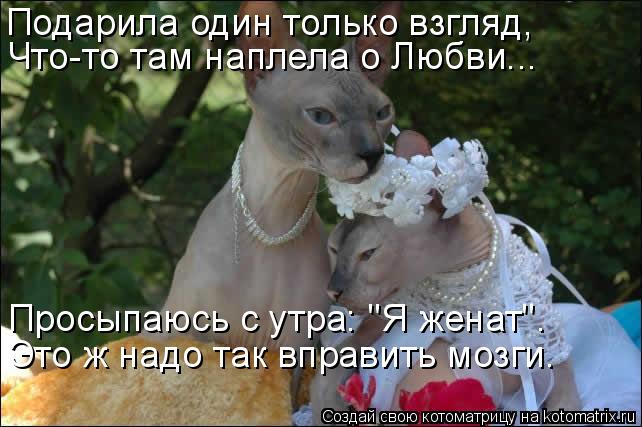 Котоматрица: Подарила один только взгляд, Просыпаюсь с утра: "Я женат". Это ж надо так вправить мозги. Что-то там наплела о Любви...