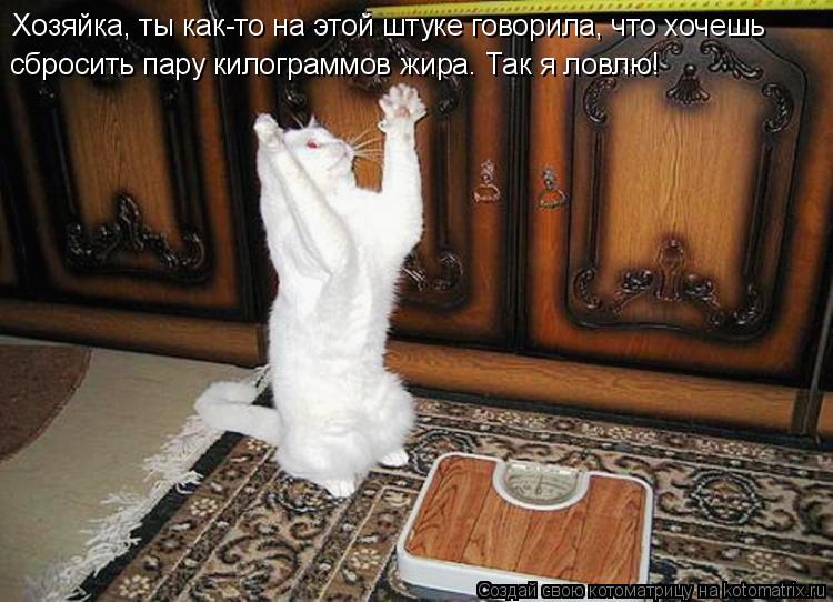 Котоматрица: Хозяйка, ты как-то на этой штуке говорила, что хочешь сбросить пару килограммов жира. Так я ловлю!