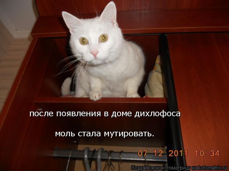 Котоматрица: после появления в доме дихлофоса  моль стала мутировать.