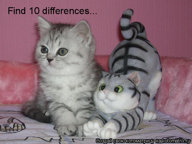 Котоматрица: Find 10 differences...
