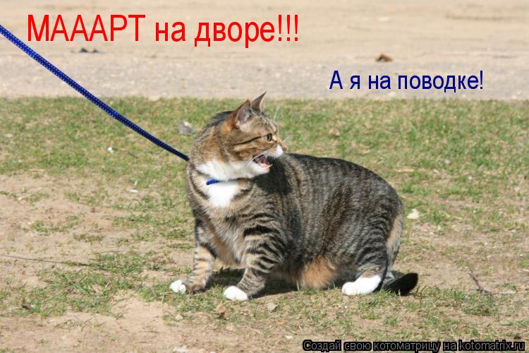 Котоматрица: А я на поводке! МАААРТ на дворе!!!