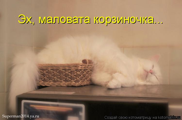 Эх, маловата корзиночка...... Котоматрица: Эх, маловата корзиночка...