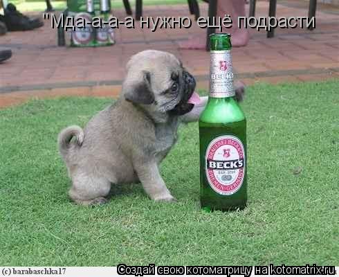 Котоматрица: ''Мда-а-а-а нужно ещё подрасти