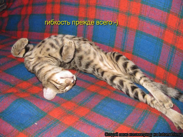 Котоматрица: гибкость прежде всего:-)