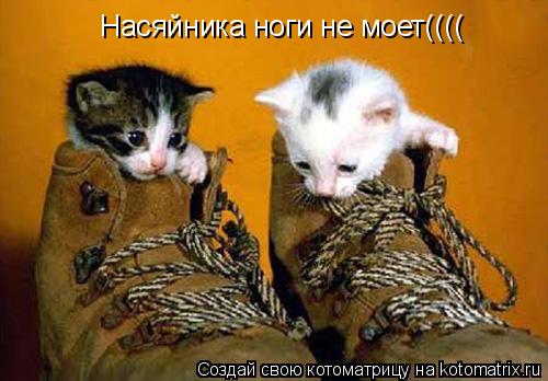 Котоматрица: Насяйника ноги не моет((((
