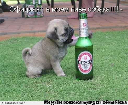Котоматрица: Официант, в моем пиве собака!!!! -