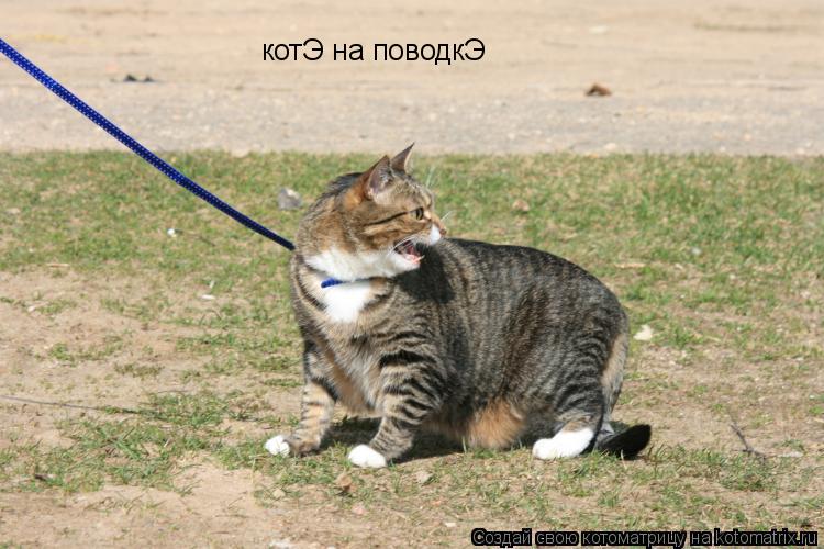 Котоматрица: котЭ на поводкЭ