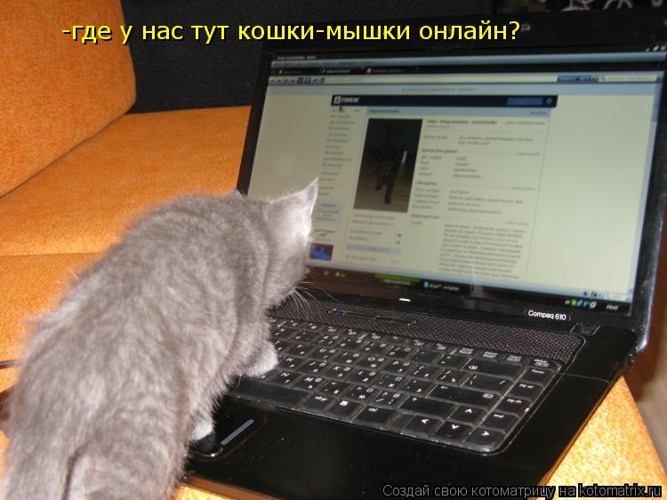 Котоматрица: -где у нас тут кошки-мышки онлайн?