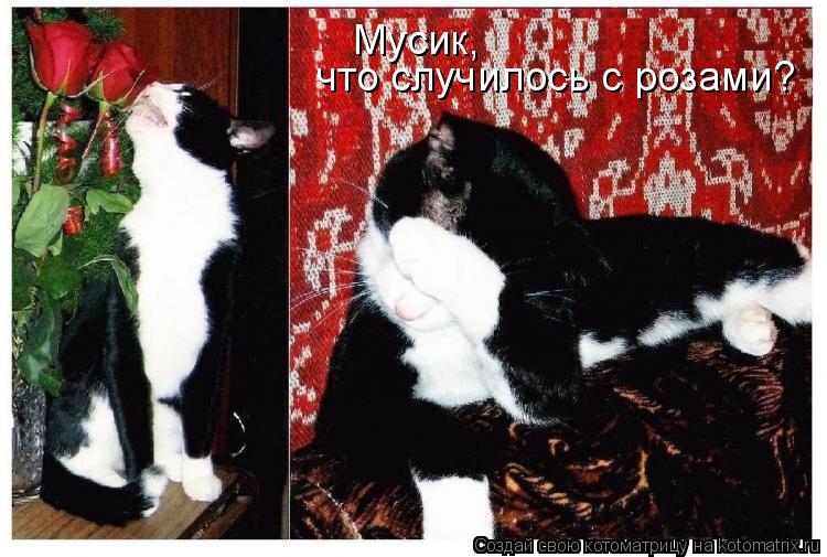 Котоматрица: Мусик,  что случилось с розами?
