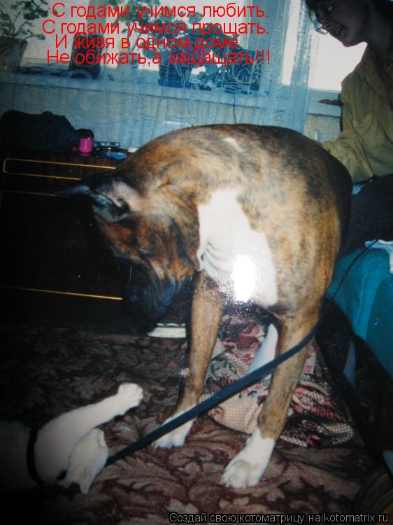 Котоматрица: С годами учимся любить. С годами учимся прощать. И живя в одном доме Не обижать,а защащать!!!