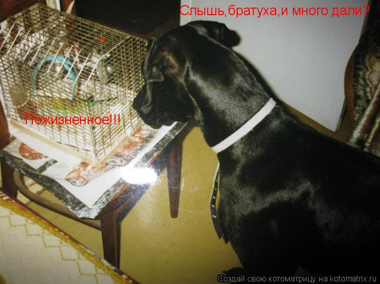 Котоматрица: Слышь,братуха,и много дали? Пожизненное!!!