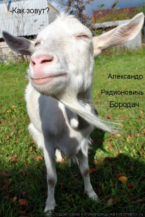 Котоматрица: -Как зовут?  Александр  Радионовичь  Бородач