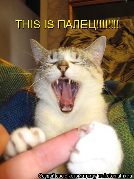 Котоматрица: THIS IS ПАЛЕЦ!!!!!!!!
