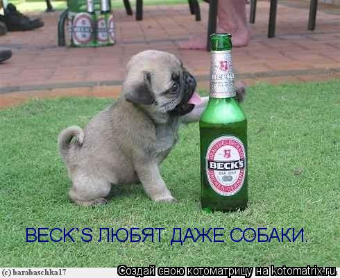 Котоматрица: BECK`S ЛЮБЯТ ДАЖЕ СОБАКИ.