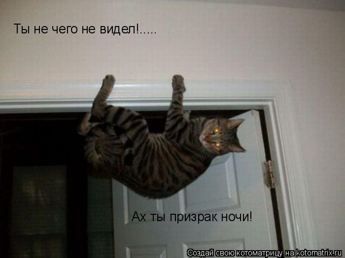 Ты не чего не видел!..... Ах ты призрак ночи!... Котоматрица: Ты не чего не видел!..... Ах ты призрак ночи!