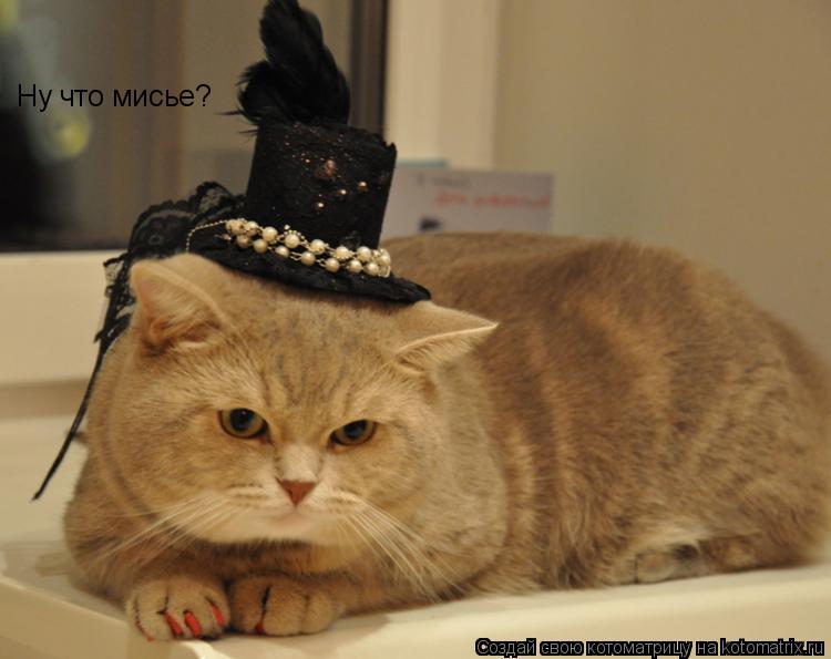Котоматрица: Ну что мисье?