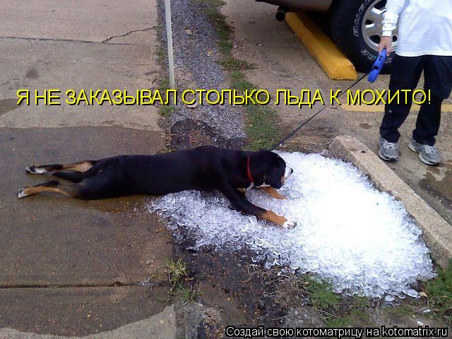 Котоматрица: Я НЕ ЗАКАЗЫВАЛ СТОЛЬКО ЛЬДА К МОХИТО!