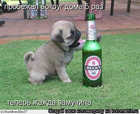 Котоматрица: пробежал вокруг дома 5 раз теперь жажда замучила
