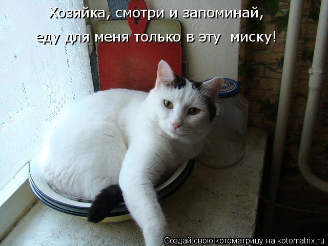 Котоматрица: Хозяйка, смотри и запоминай,   еду для меня только в эту  миску!
