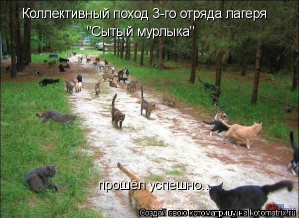 Котоматрица: Коллективный поход 3-го отряда лагеря  "Сытый мурлыка" прошёл успешно...