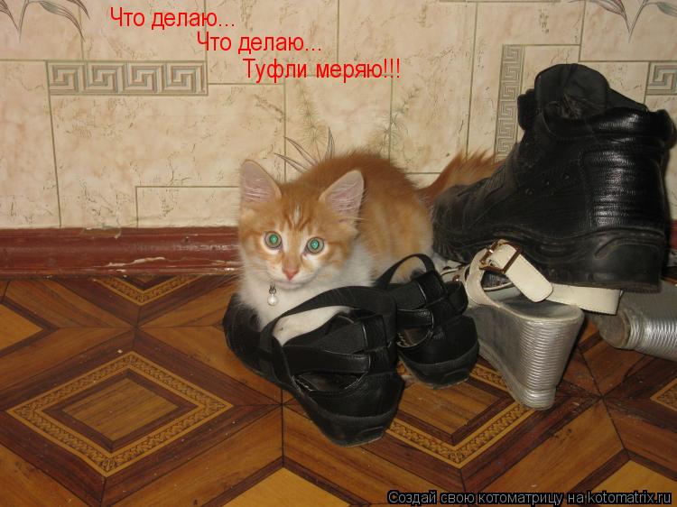 Котоматрица: Что делаю... Что делаю... Туфли меряю!!!