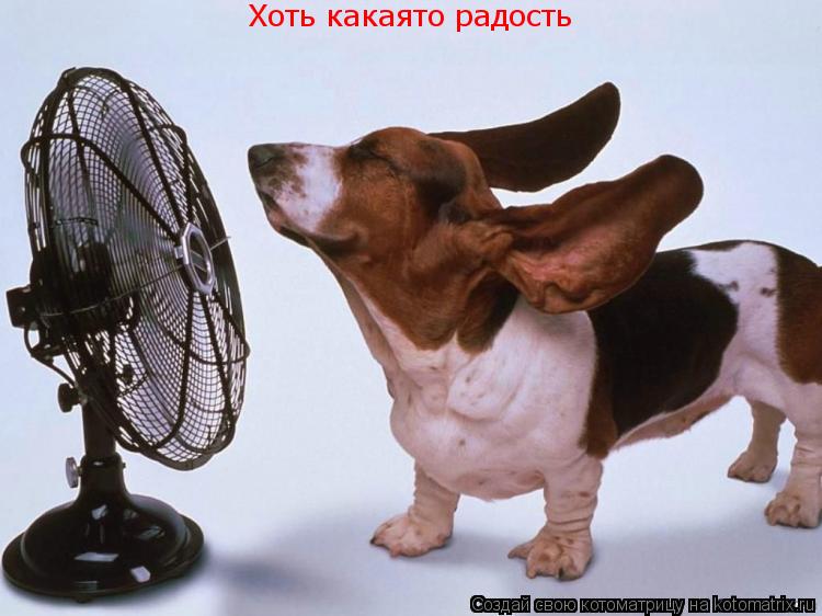 Котоматрица: Хоть какаято радость