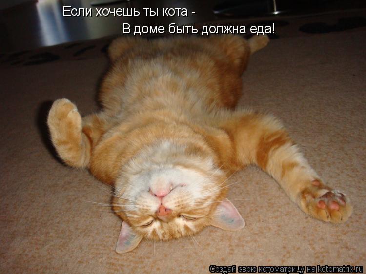 Котоматрица: Если хочешь ты кота - В доме быть должна еда!