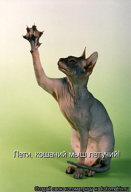 Котоматрица: Лети, кошачий мыш летучий!