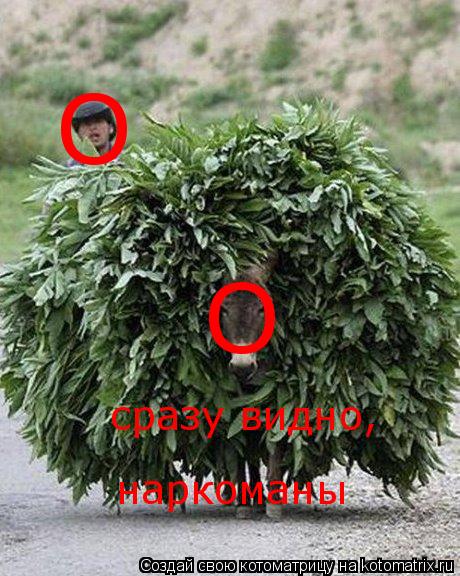Котоматрица: сразу видно, наркоманы О O