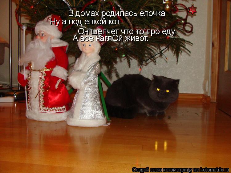 Котоматрица: В домах родилась елочка Ну а под елкой кот. Он шепчет что то про еду, А все наглОй живот.