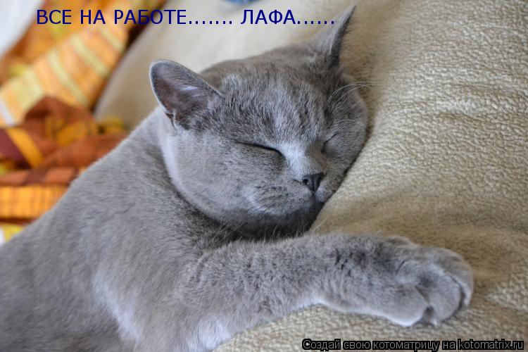 Котоматрица: ВСЕ НА РАБОТЕ....... ЛАФА......
