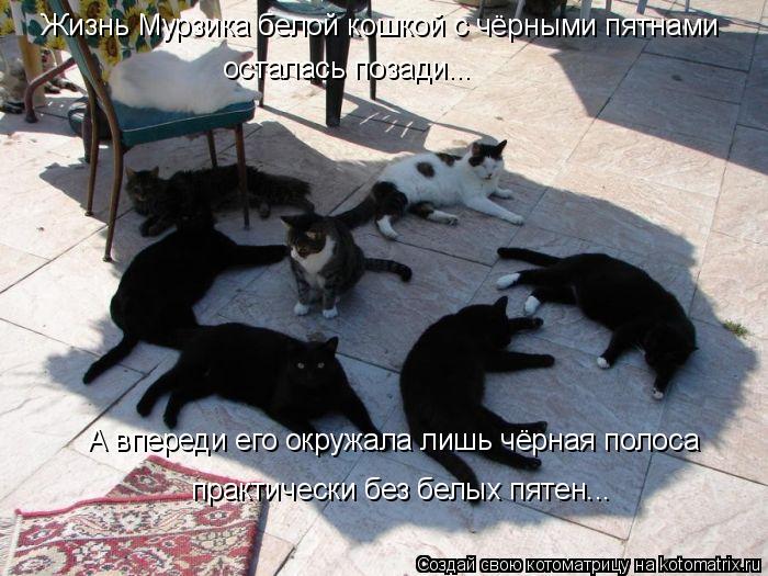 Котоматрица: Жизнь Мурзика белой кошкой с чёрными пятнами осталась позади... А впереди его окружала лишь чёрная полоса практически без белых пятен...