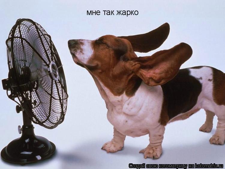 Котоматрица: мне так жарко