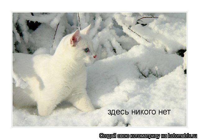 Котоматрица: здесь никого нет