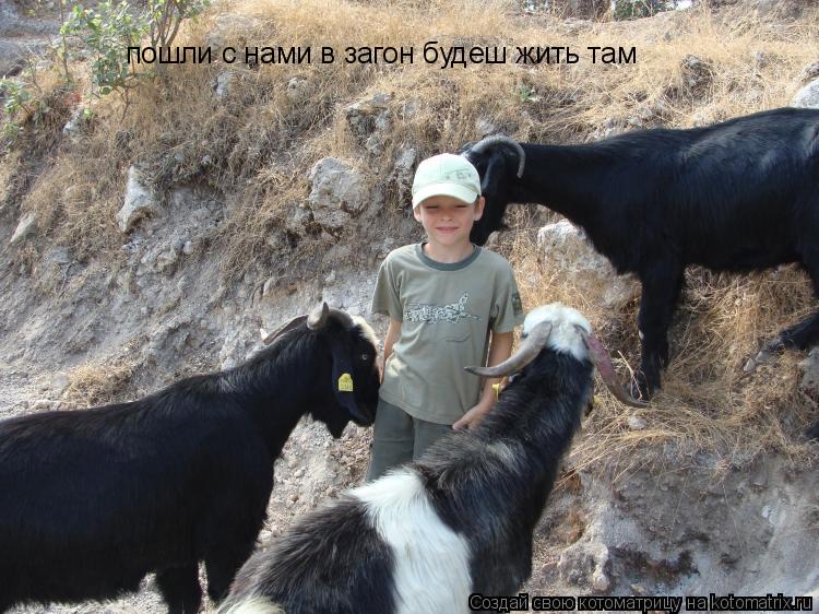 Котоматрица: пошли с нами в загон будеш жить там