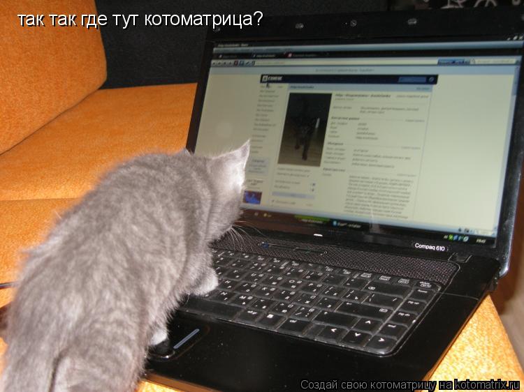 Котоматрица: так так где тут котоматрица?